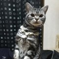 なにしてるの？猫が不思議に思う飼い主の行動６つ