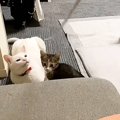 棒にじゃれて遊んでいた妹猫が突然…横にいる兄猫にとった『とんでもな…