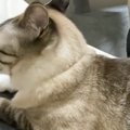 末っ子ばっかり抱っこしていたら……甘えん坊な先住猫が見せた『愛おし…