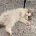 床に転がっている子猫→だんだんと目が細くなっていって…『力尽きる瞬間』…