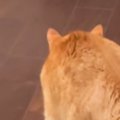 しっぽを膨らませる兄猫→妹猫がゆっくりと近づいてくると…喧嘩するかと思…