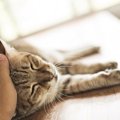 猫とのスキンシップ足りてる？遊んで欲しい時にする7つの仕草