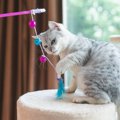 愛猫が幸せを感じているかどうか、わかります？猫の「幸福度」チェッ…