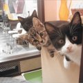 池袋の猫カフェ！激戦区におけるオススメのお店5選