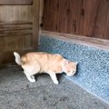 ケガをした野良猫との出会いから『約1000日が経過』したら…まさかの光…