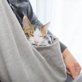 甘えん坊な猫のために『抱っこ袋』用意した結果…まさかの赤ちゃんすぎ…