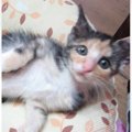 『瞳がきゅるきゅるの三毛子猫』が15年後……完全に別の猫みたいな"…