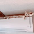 猫が飼い主を見下ろしているときの気持ち5つ