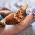 猫があなたを好きになる『可愛がり方』のコツ4選　避けるべき行為も？心が…