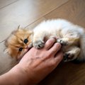 猫が突然『噛みつく』時に考えられること3つ！未然に防ぐためにすべき…