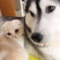 散歩に行こうと思ったら…ハスキー犬のそばから『全然離れない子猫』が…