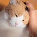 お出迎えをしてくれた三毛猫→『甘える気満々』で……たまらなく可愛い光景に…
