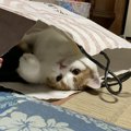 猫に探検する楽しみを与える５つの方法