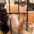 ケージの中にいる保護子猫たち→『ごはんの匂い』に気づくと…微笑ましすぎ…