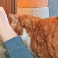 寝転がってスマホを見ていると、『猫』がやってきて……『うらやましす…