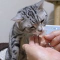 音あり推奨！猫ちゃんがかつお節を食べる音がたまらない♡