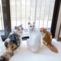 猫を多頭飼育するとき『適切な頭数』はどれくらい？家庭ごとに異なる…
