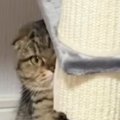 ふとキャットタワーを見たら、愛猫が…可愛すぎて笑ってしまう『予想外…