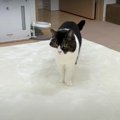 【検証】呼んだら愛猫は来てくれる？　二転三転する猫ちゃんの行動に…