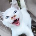 助けを求めるかのように鳴いていた『ボロボロの白猫』→保護を決意して…