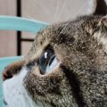 飛んでいる虫を見つめる猫→横から見てみると……あまりにも綺麗な『瞳』に1…