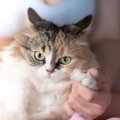 猫が飼い主やお家に慣れない原因、対処法