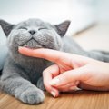 猫の飼い主に向いている人の特徴は？あなたはいくつ当てはまりますか？