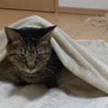 一瞬で気に入った♡お布団を一人占めしたい猫ちゃん！