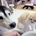 子猫と2匹の犬に『手作りクッキー』作ってみたら…まさかの反応が最高…