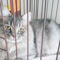 超絶イケメンの猫は魔法使いだった！｜LAYLAのペットリーディング