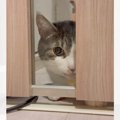 部屋に入りたくてたまらない猫がドアの前で…"思わぬ行動"に…