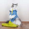 猫のやっかいな『抜け毛』オススメの掃除グッズ3選　意外なアイテムが…