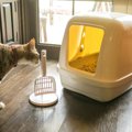 猫トイレから異臭が…試したい『ニオイ対策』3つ　丸洗いに換気…他には…