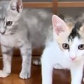初めてのお部屋を探検する2匹の新入り子猫→扉の向こう側にいる『先輩猫た…