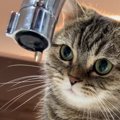 蛇口から出る水が"気になる猫"→水滴が落ちてくると…可愛す…