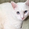 『イスに乗った直後は普通に座っている猫』が、数分後……思わず笑う『…