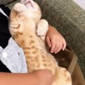 女の子の膝の上で『お腹を出してくつろいでいた猫』→顔を覗いてみると…尊…