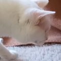 猫がこたつから出ていた『謎の物体』を見つけた結果…可愛すぎるリアクショ…