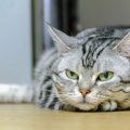猫の『てんかん』で表れる症状4つ　主な原因や治療法から発作時に慌てない…