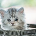 『孤独感』を感じやすい猫の特徴4つ　上手くケアする方法とは