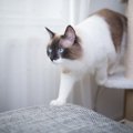 猫の『居場所』から読み解く心理5選