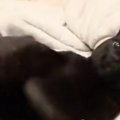 黒猫が『好きな人』と『嫌いな人』に触られた結果…あからさま過ぎる態度の…