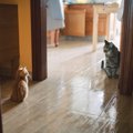 多頭飼い猫はお互いを忘れる事がある？どんな時に忘れてしまうの？