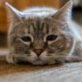 猫が飼い主の『愛情に飢えているとき』にする行動5選