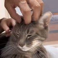 なでる手が『ママ』から『パパ』に入れ替わったら、猫は…まさかの反応に爆…