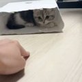 紙袋の中に隠れる子猫→飼い主さんが指を出すと…とんでもなく癒される…
