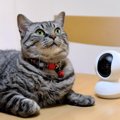 飼い主が家を空けるときに検討すべき『猫の預け先』3つ　それぞれの良い点…