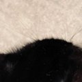 愛猫の頭に『ハゲ』を発見→病院に行った結果…獣医から告げられた『驚きの…