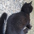 『道端で倒れていた黒猫』を保護→思うように動けない状態から…大きく変化…