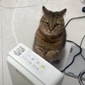 寝る前に『ヒーター』を消したら……猫の『必死すぎるアピール』に爆笑…